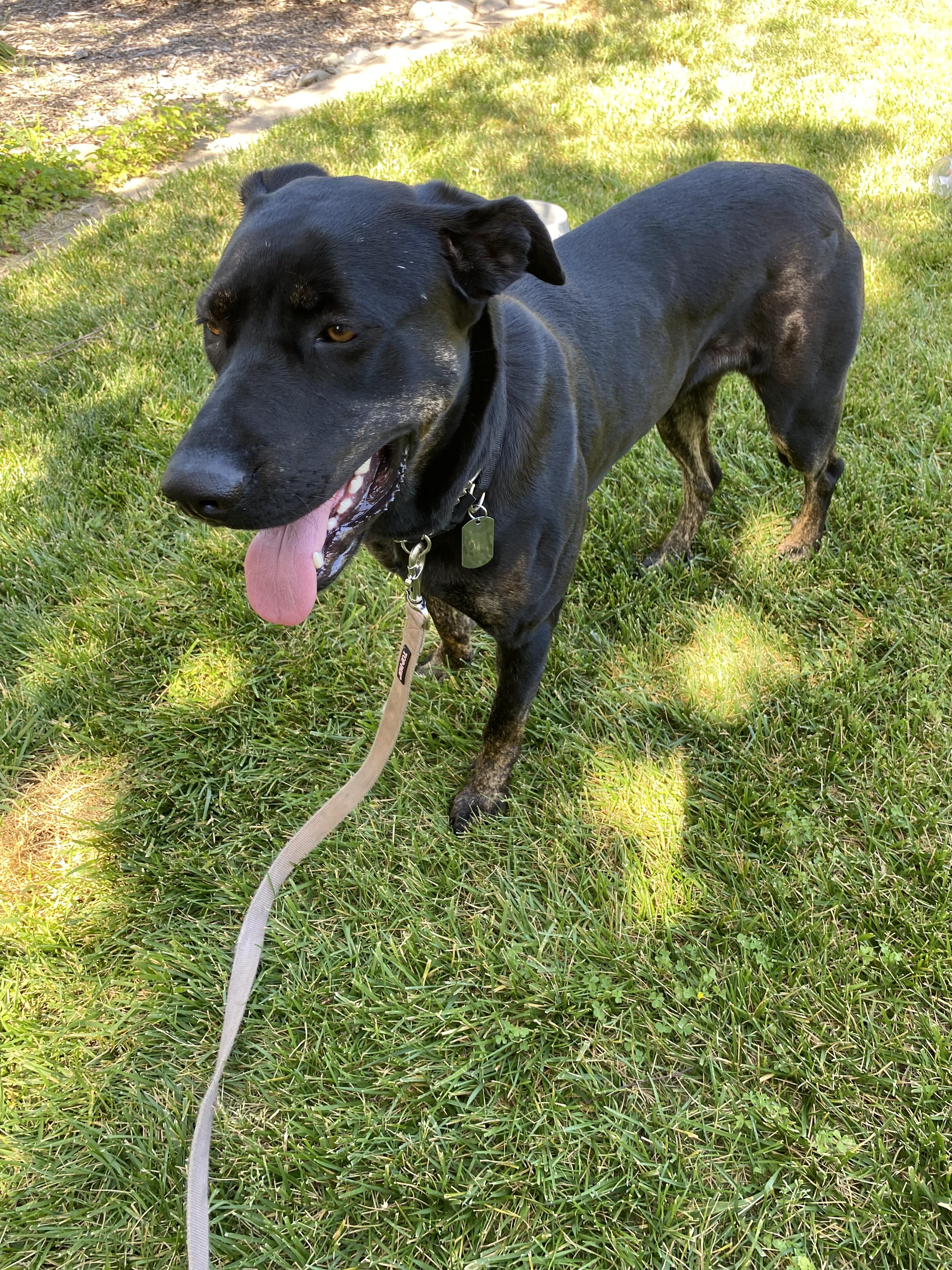 Enlarge Nera, a Adoptable mixed breed in Lodi, CA image 3/3