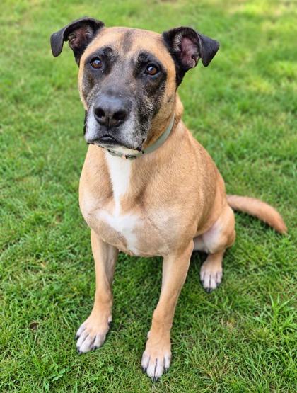 Snoop 3964, Adoptable, Adult Male Shepherd & Mixed Breed.