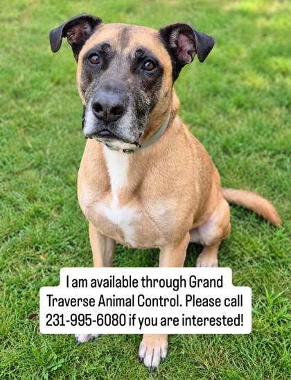 Enlarge Snoop 3964, a Adoptable mixed breed in Traverse City, MI image 2/2