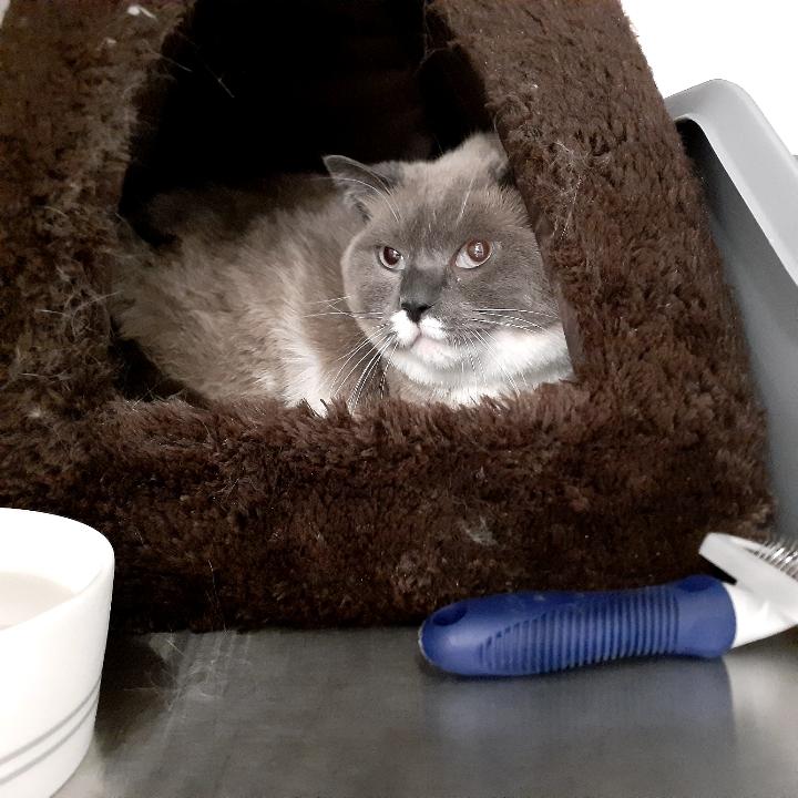 Bagels, an adoptable Ragdoll, Domestic Short Hair in East Garafraxa, ON, L9W 7J1 | Photo Image 1