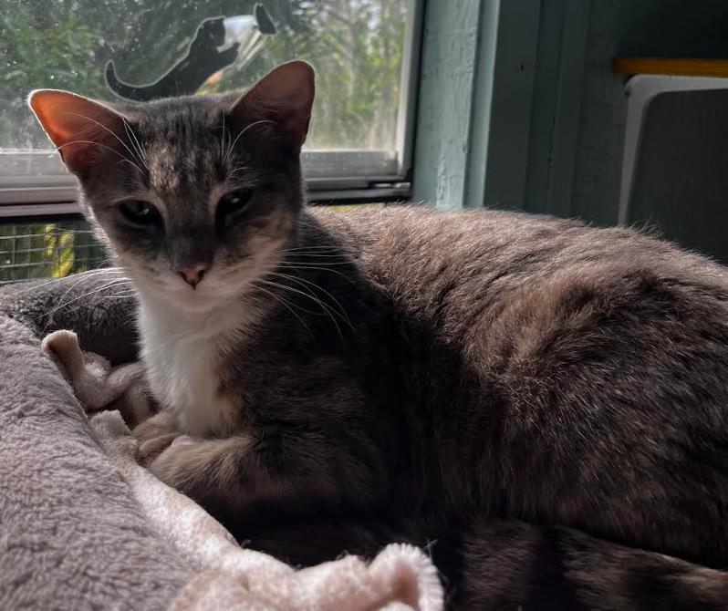 Enlarge Pancake, a Adoptable Domestic Short Hair in Lakeland, FL image 3/3