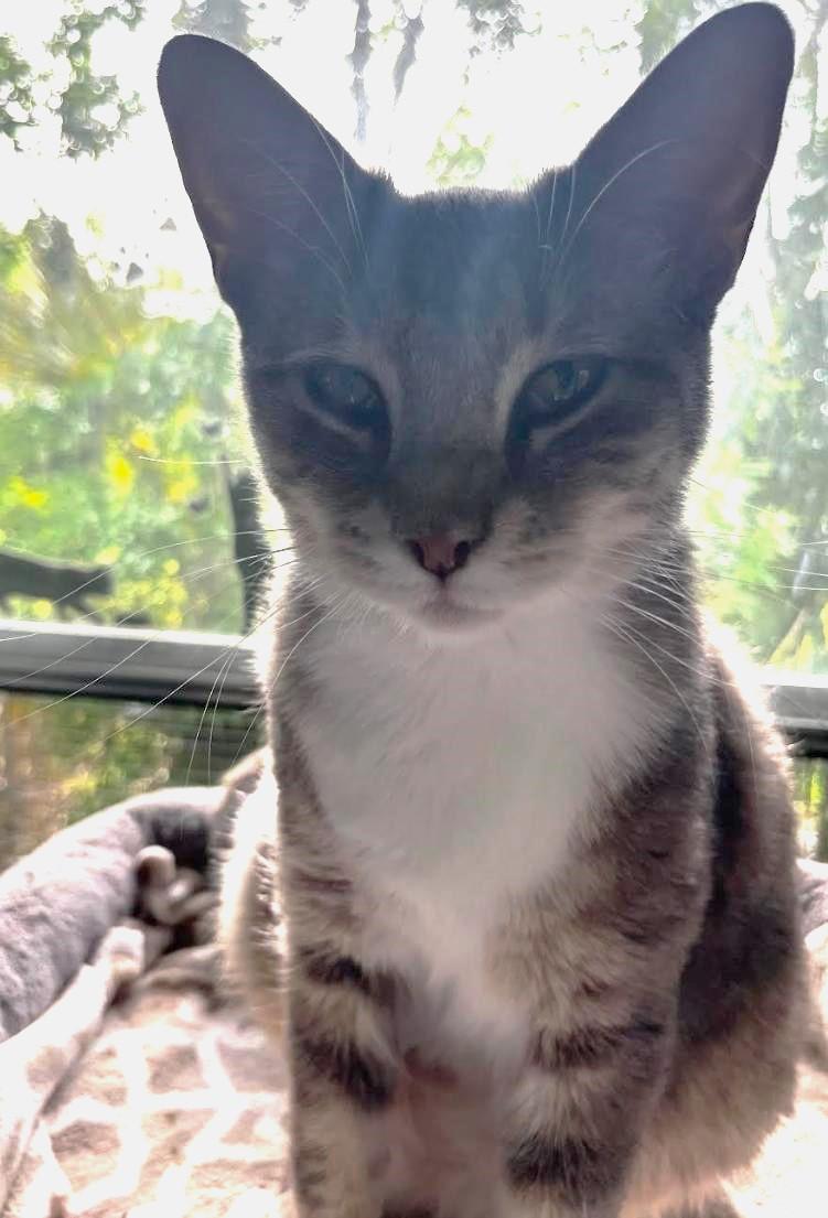 Enlarge Pancake, a Adoptable Domestic Short Hair in Lakeland, FL image 1/3