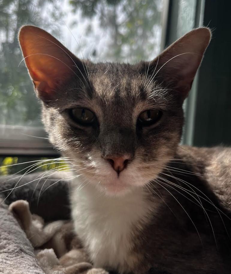 Enlarge Pancake, a Adoptable Domestic Short Hair in Lakeland, FL image 2/3