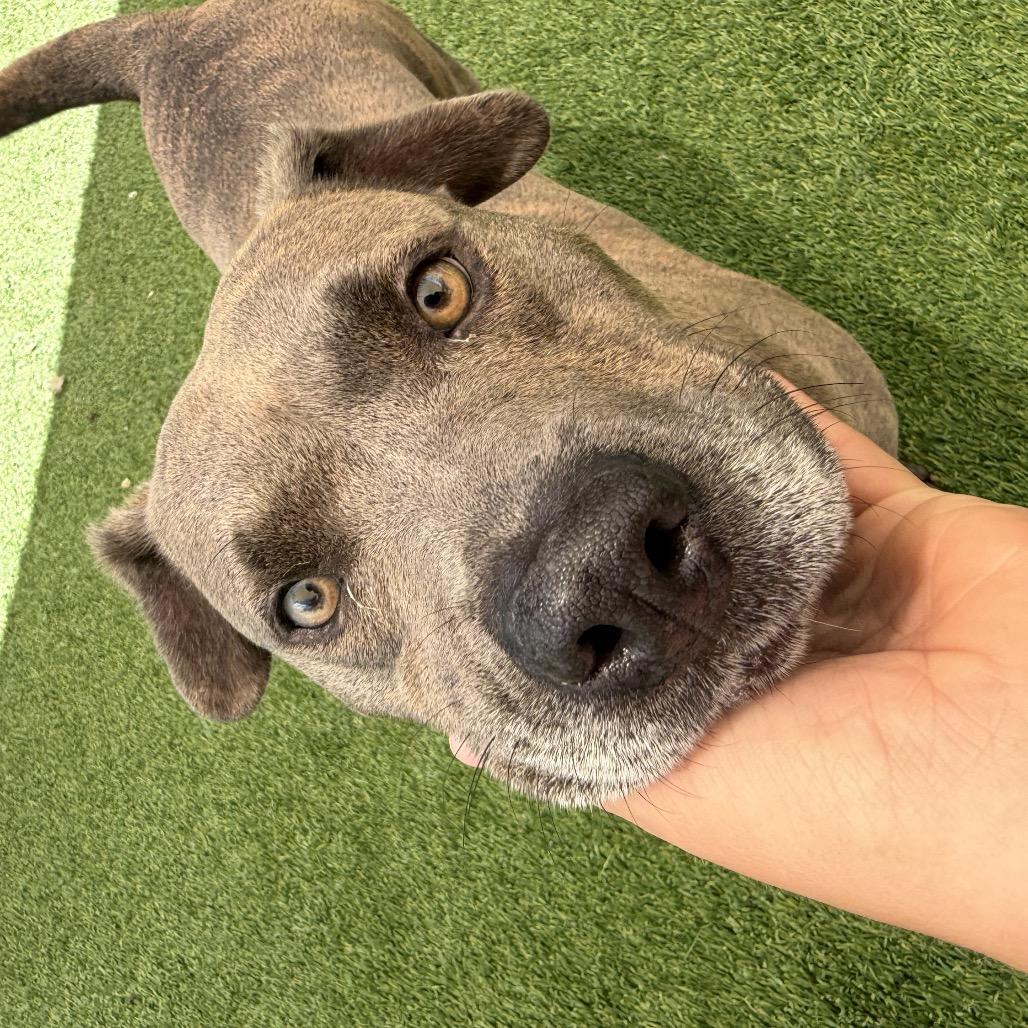 Duchess Wiggleton, Adoptable, Adult Female Mixed Breed.