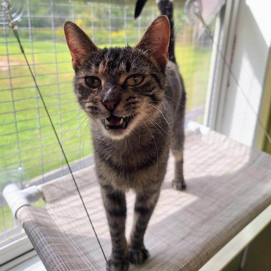 Enlarge Pineapple, a Adoptable Domestic Short Hair in Attica, NY image 1/3