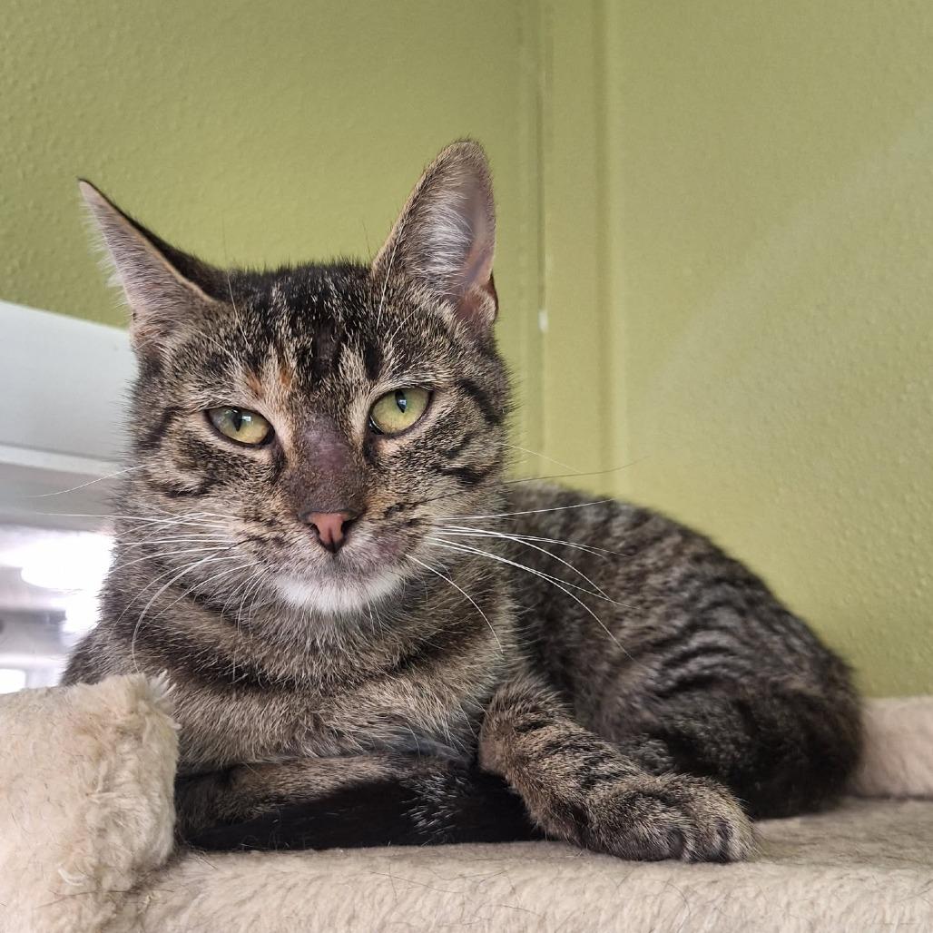 Enlarge Pineapple, a Adoptable Domestic Short Hair in Attica, NY image 2/3