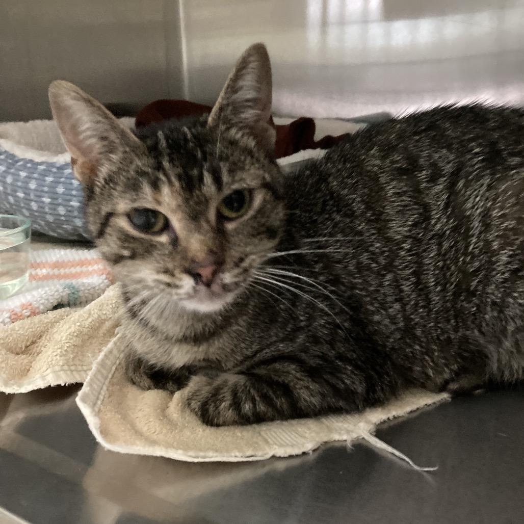 Enlarge Pineapple, a Adoptable Domestic Short Hair in Attica, NY image 3/3