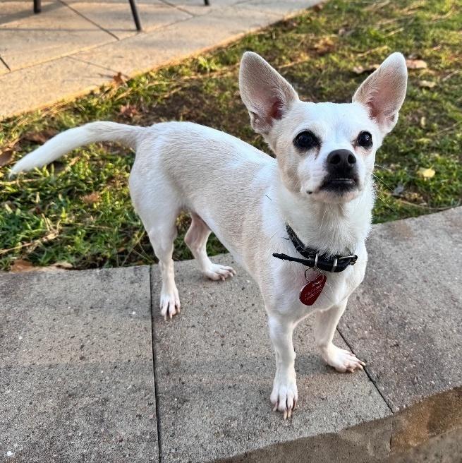 Jock "Shot", Adoptable, Adult Male Chihuahua.