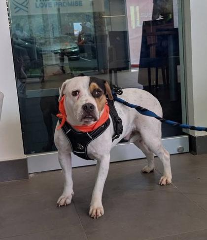Stan, Adoptable, Adult Male Mixed Breed & Mixed Breed.