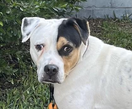 Stan, a Adoptable Mixed Breed in Savannah, GA image 2/3