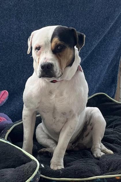 Stan, a Adoptable Mixed Breed in Savannah, GA image 3/3