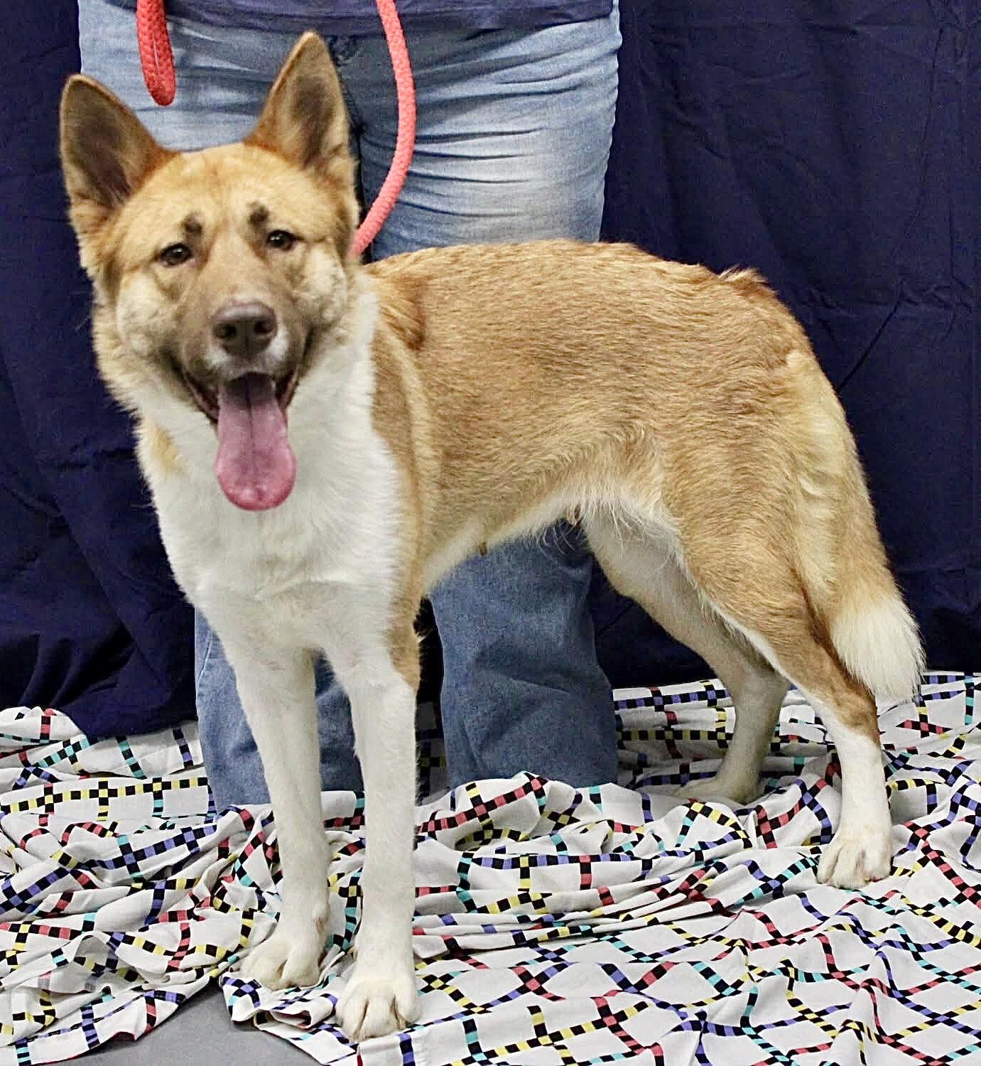 Enlarge SIERRA, a ADOPTABLE mixed breed in Beechbottom, WV image 1/2