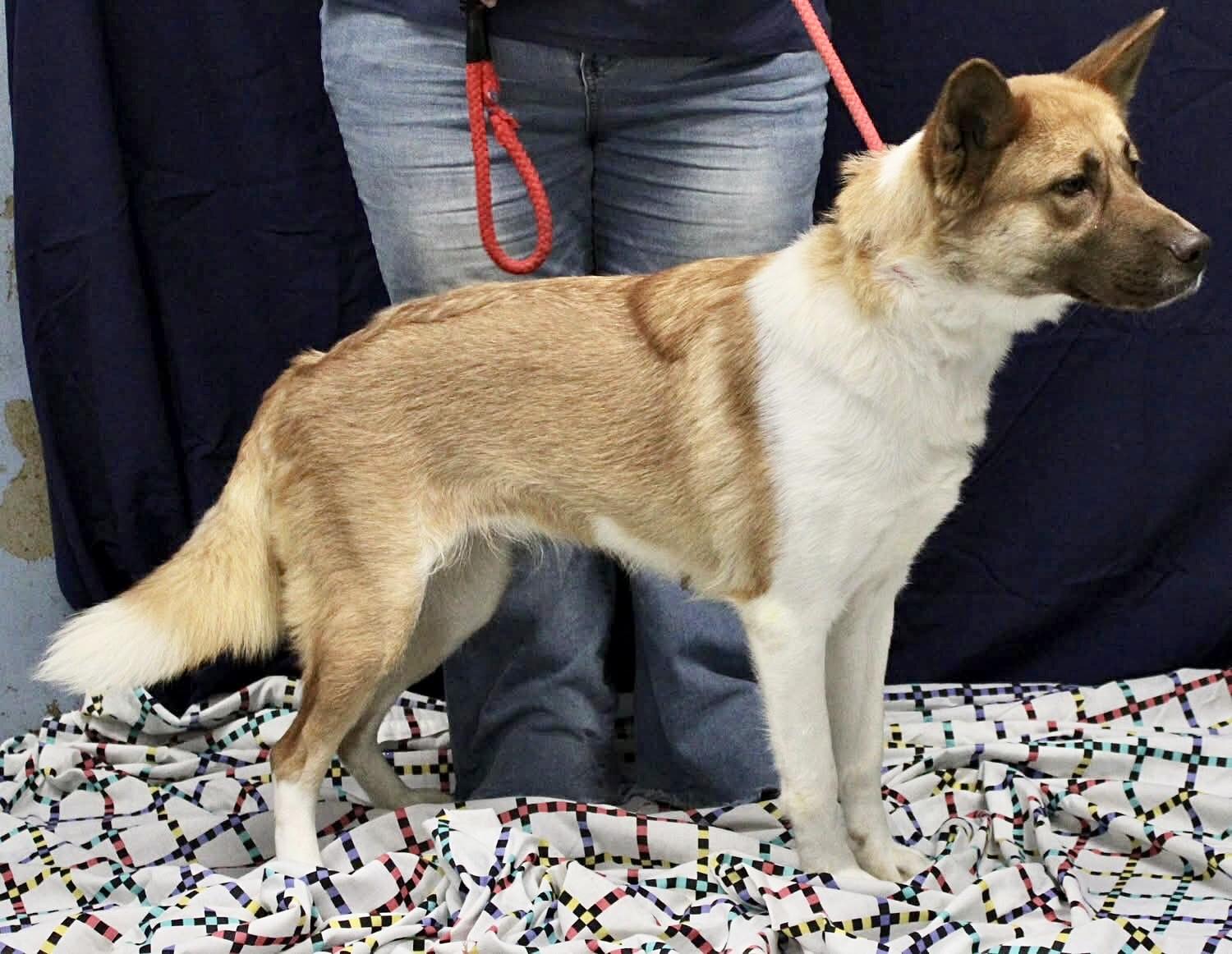 Enlarge SIERRA, a ADOPTABLE mixed breed in Beechbottom, WV image 2/2