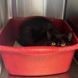 Enlarge Mrs. Claws, a Adoptable Domestic Short Hair in Norman, OK image 1/1