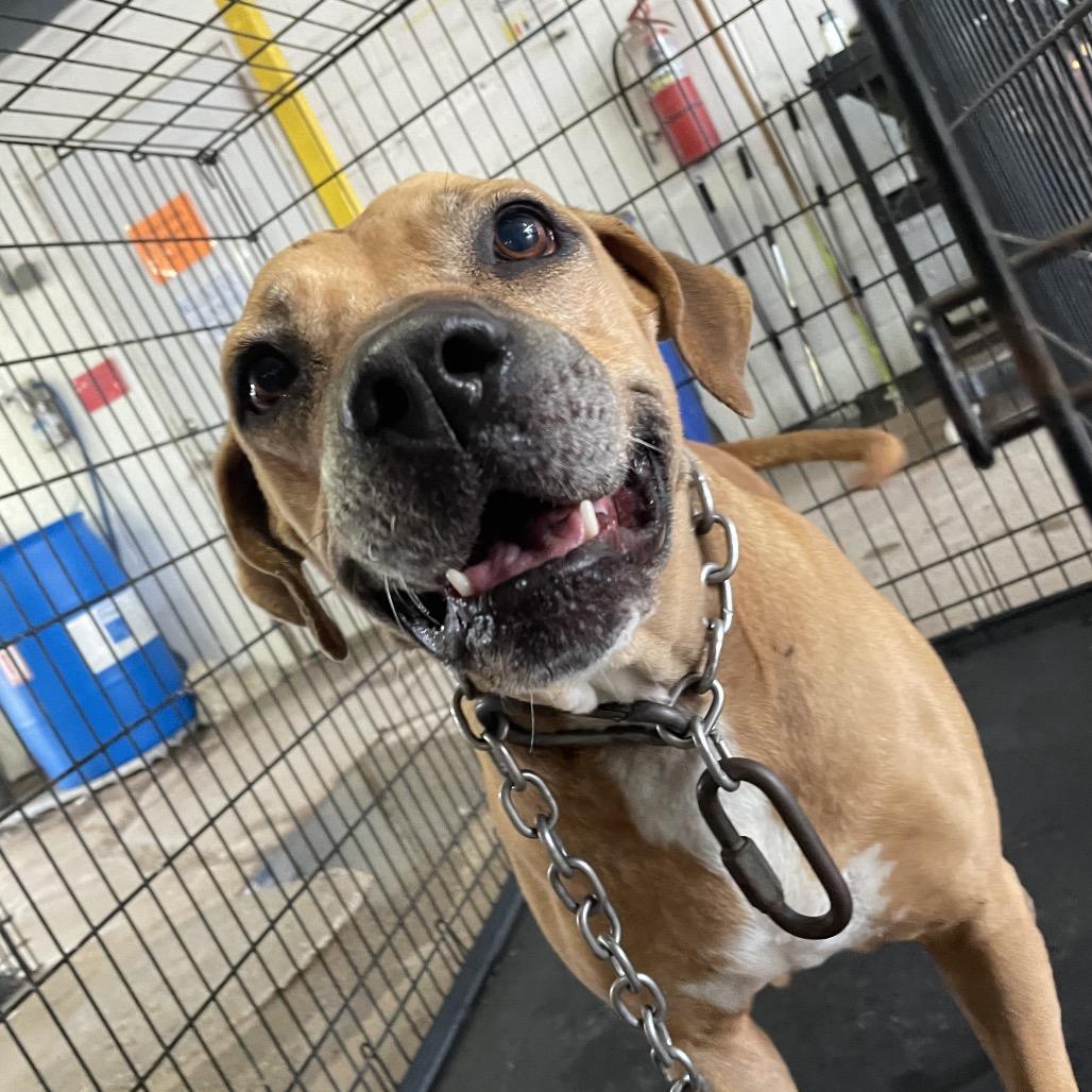 Boba — thumbnail 2