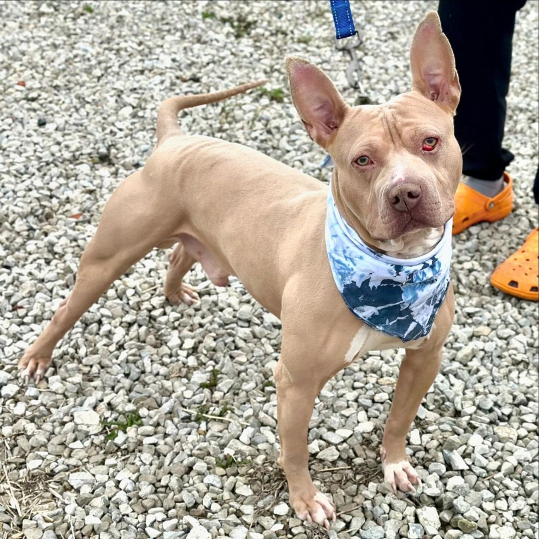 Rubble, a Adoptable Pit Bull Terrier in Detroit, MI image 1/4