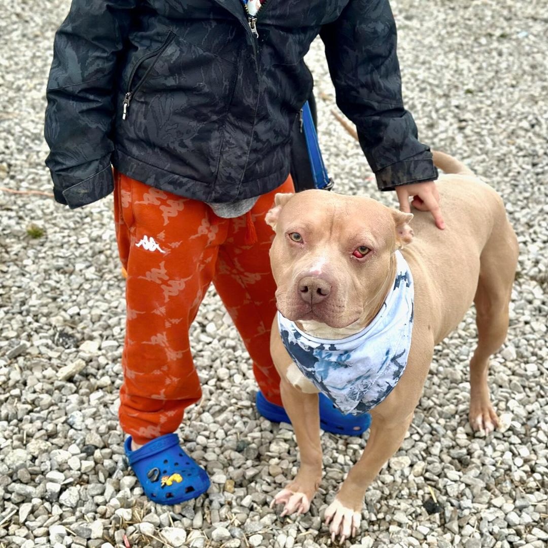 Rubble, a Adoptable Pit Bull Terrier in Detroit, MI image 4/4