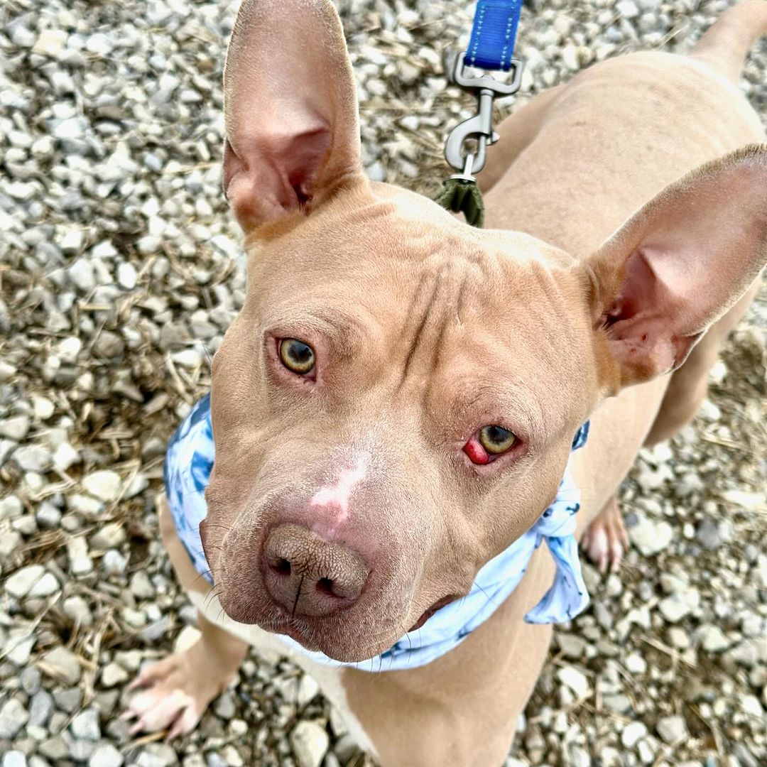 Rubble, a Adoptable Pit Bull Terrier in Detroit, MI image 3/4