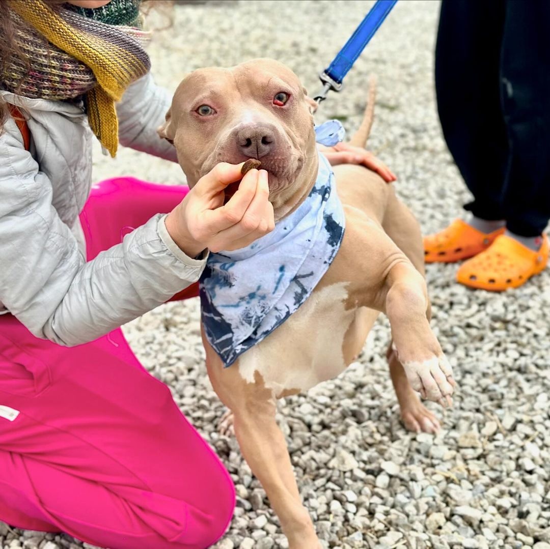 Rubble, a Adoptable Pit Bull Terrier in Detroit, MI image 2/4