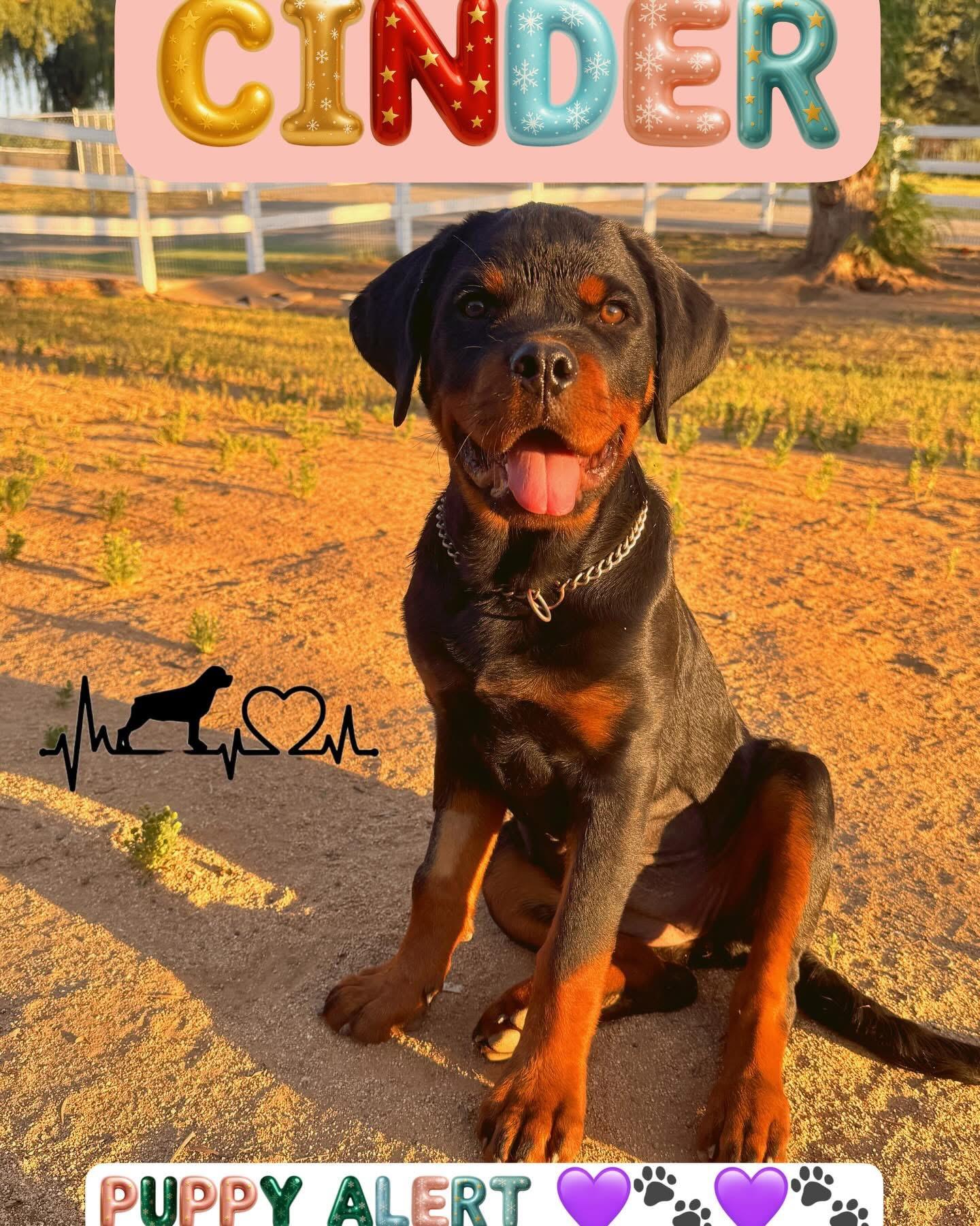 CINDER, adopted, Puppy Female Rottweiler.