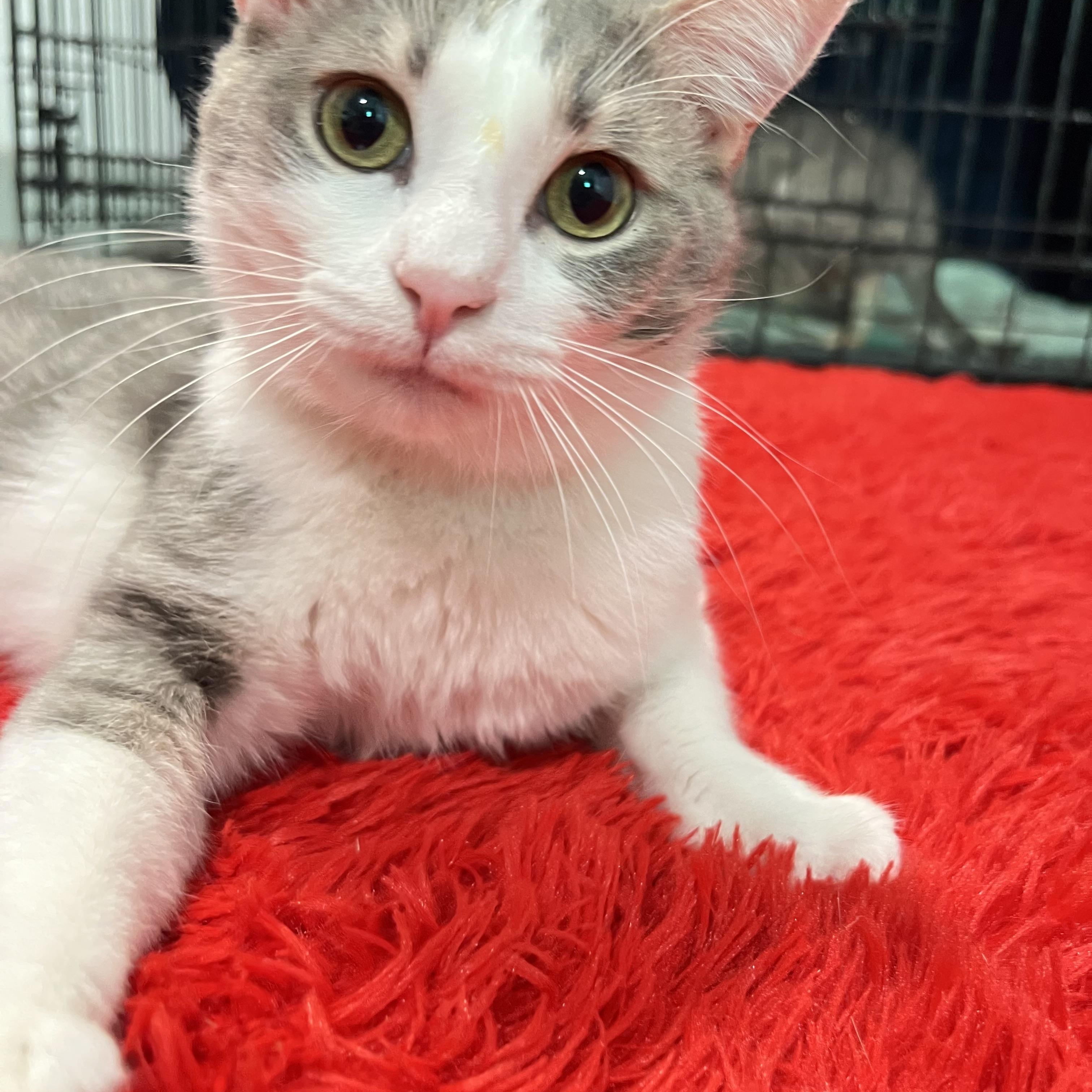 Enlarge Walter, a ADOPTABLE Domestic Short Hair in Mesa, AZ image 3/3