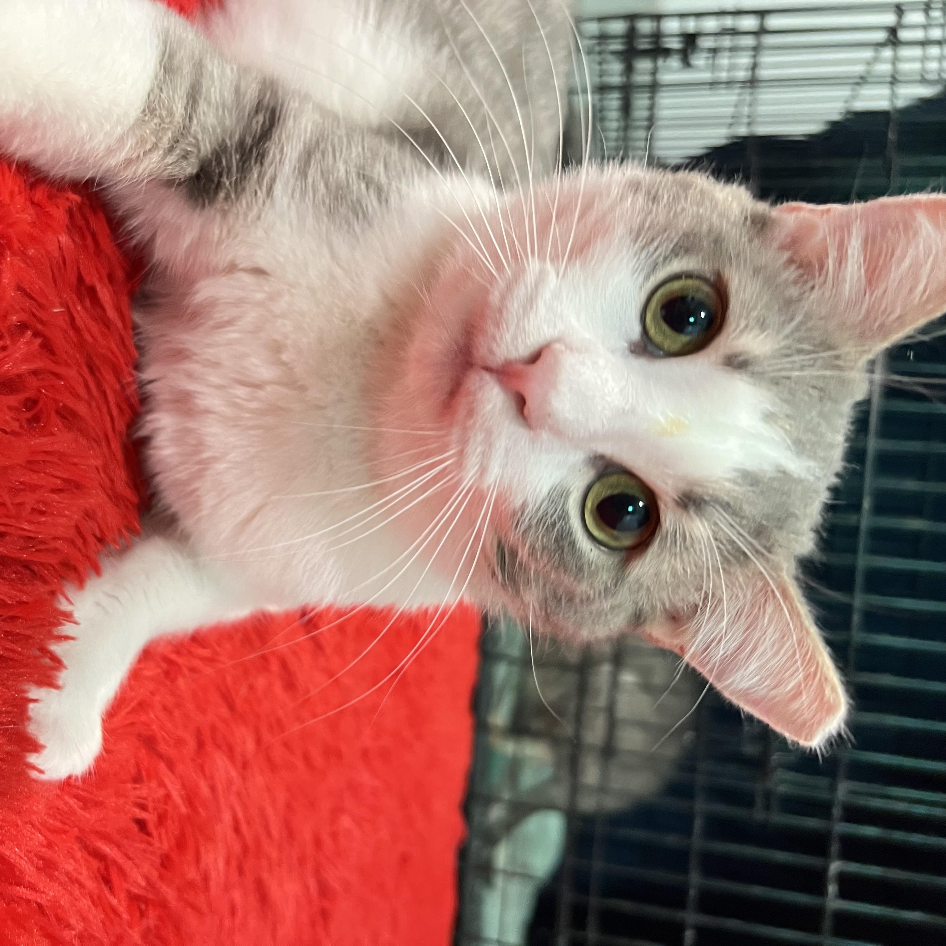 Enlarge Walter, a ADOPTABLE Domestic Short Hair in Mesa, AZ image 3/3