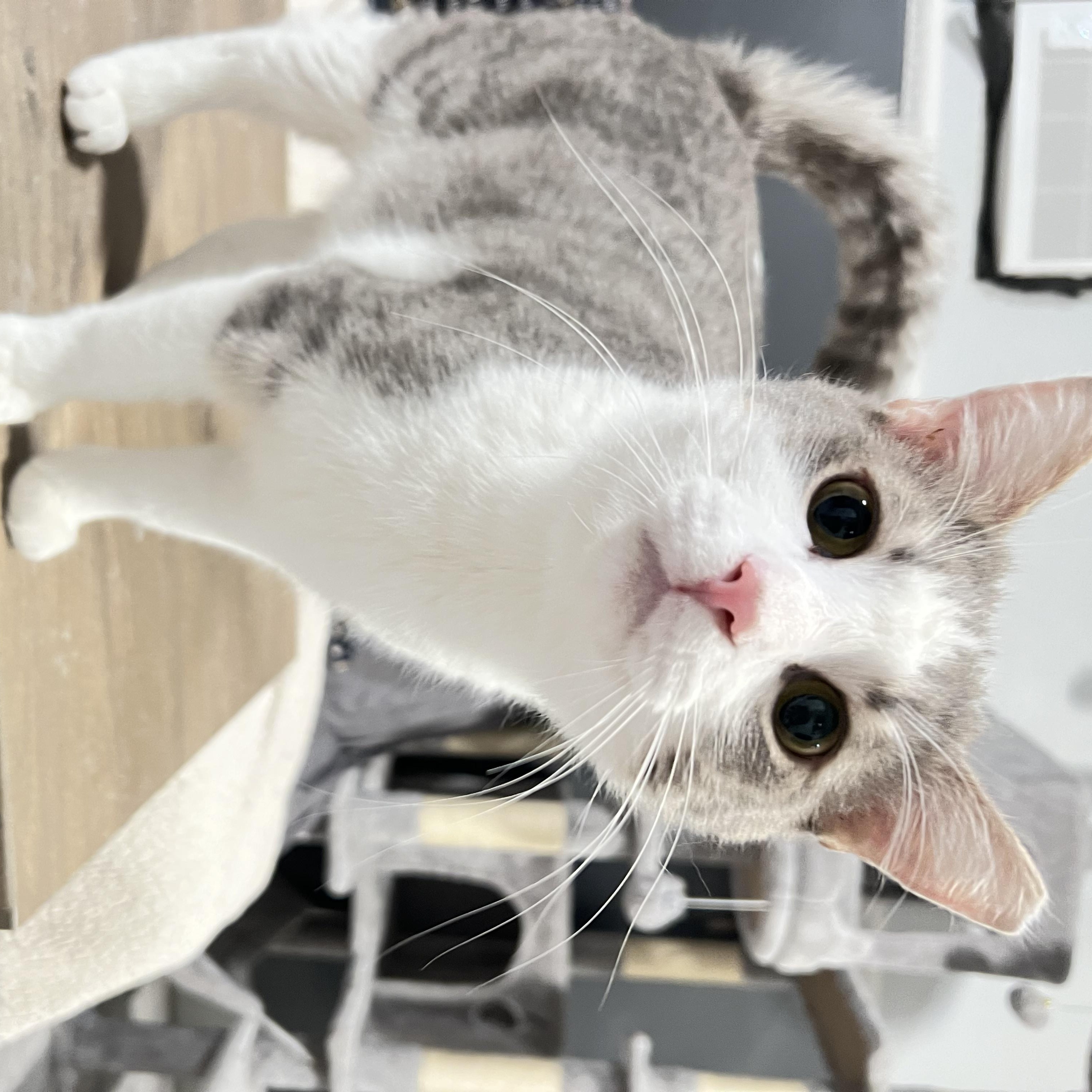 Enlarge Walter, a ADOPTABLE Domestic Short Hair in Mesa, AZ image 2/3