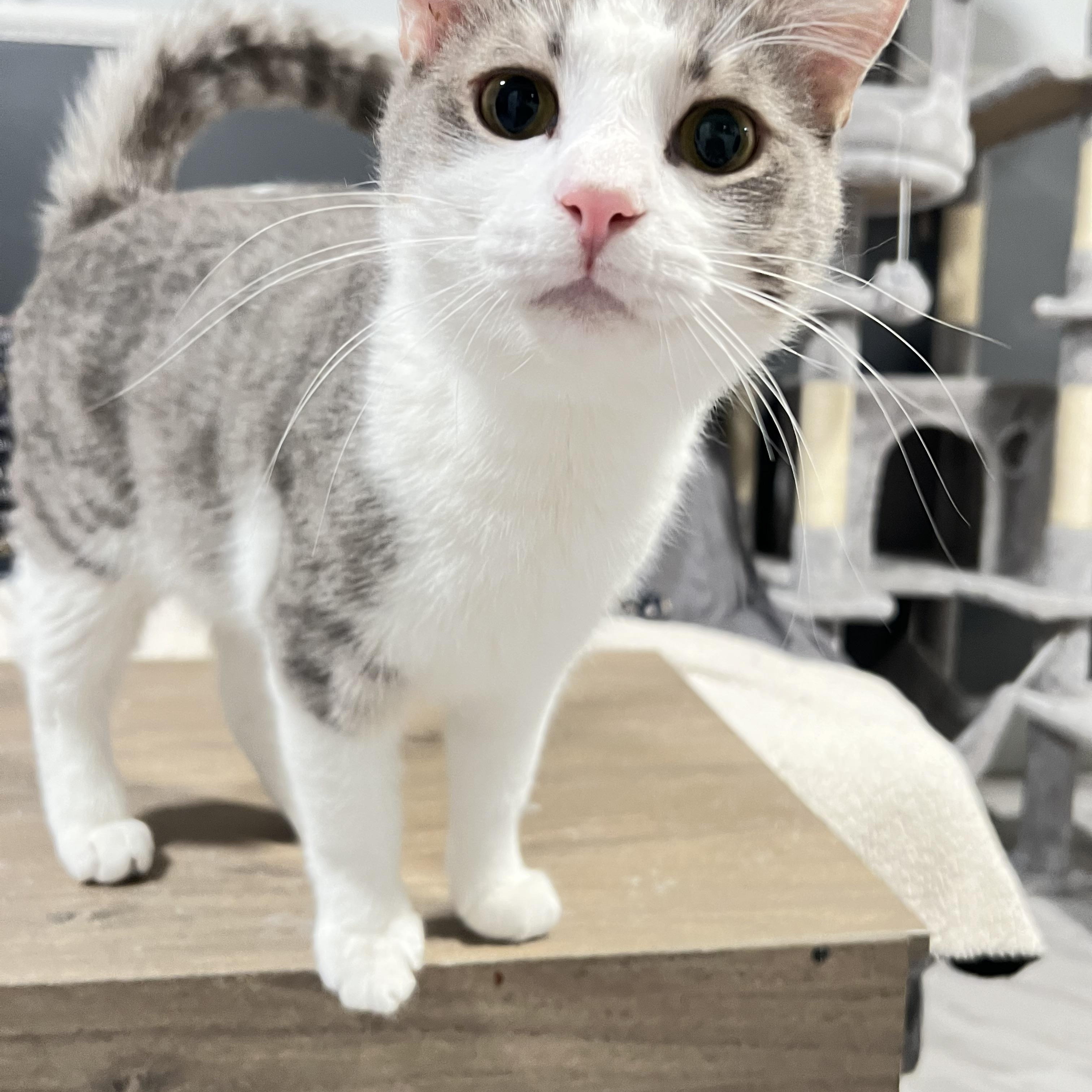 Enlarge Walter, a ADOPTABLE Domestic Short Hair in Mesa, AZ image 2/3