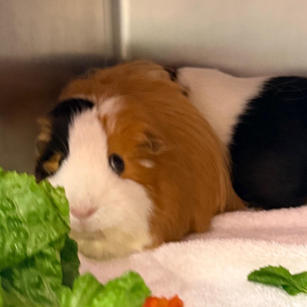 Gold, Adoptable, Adult Female Guinea Pig.