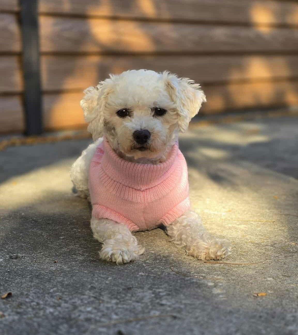 Enlarge Pearl, a Adopted Bichon Frise in London, ON image 1/3