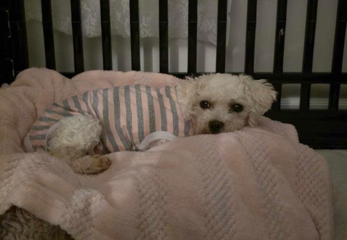 Enlarge Pearl, a Adopted Bichon Frise in London, ON image 2/3