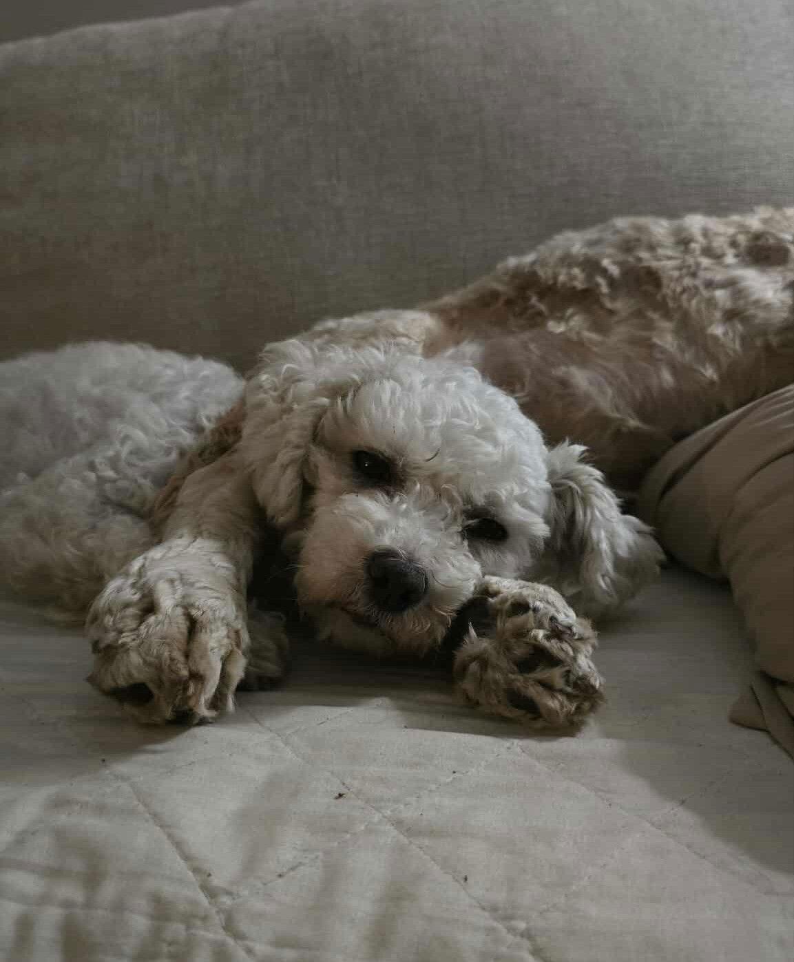 Enlarge Pearl, a Adopted Bichon Frise in London, ON image 3/3