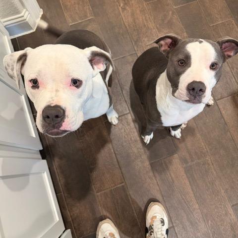 Tootsie, Adoptable, Young Female Pit Bull Terrier.