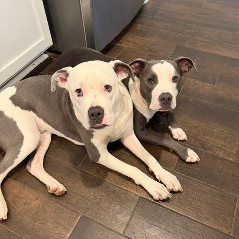 Enlarge Tootsie, a Adoptable Pit Bull Terrier in Dallas, TX image 2/5