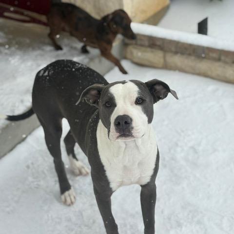 Enlarge Tootsie, a Adoptable Pit Bull Terrier in Dallas, TX image 3/5