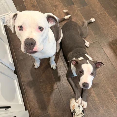 Enlarge Tootsie, a Adoptable Pit Bull Terrier in Dallas, TX image 4/5
