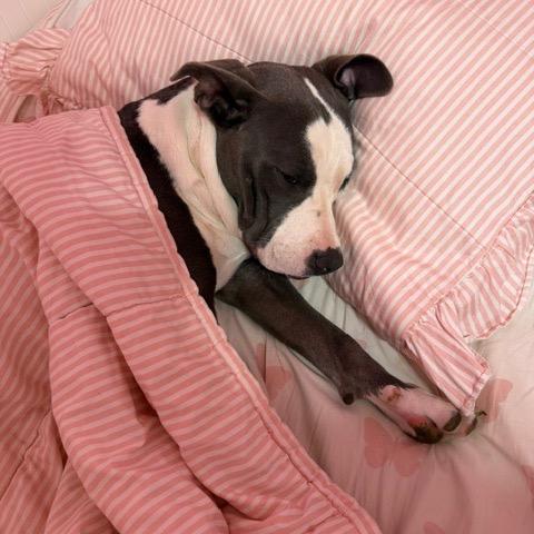 Enlarge Tootsie, a Adoptable Pit Bull Terrier in Dallas, TX image 5/5