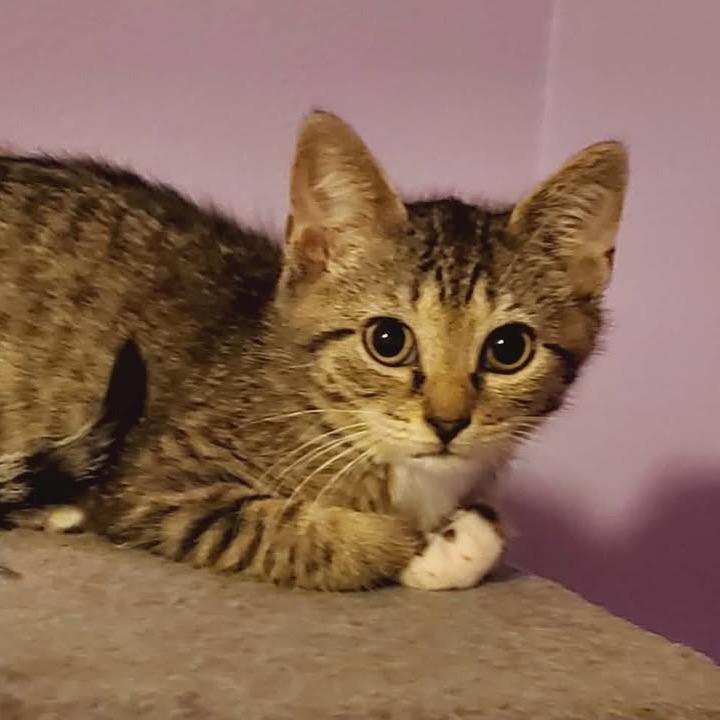 Enlarge Sasha, a Adoptable Domestic Short Hair in North Port, FL image 1/1