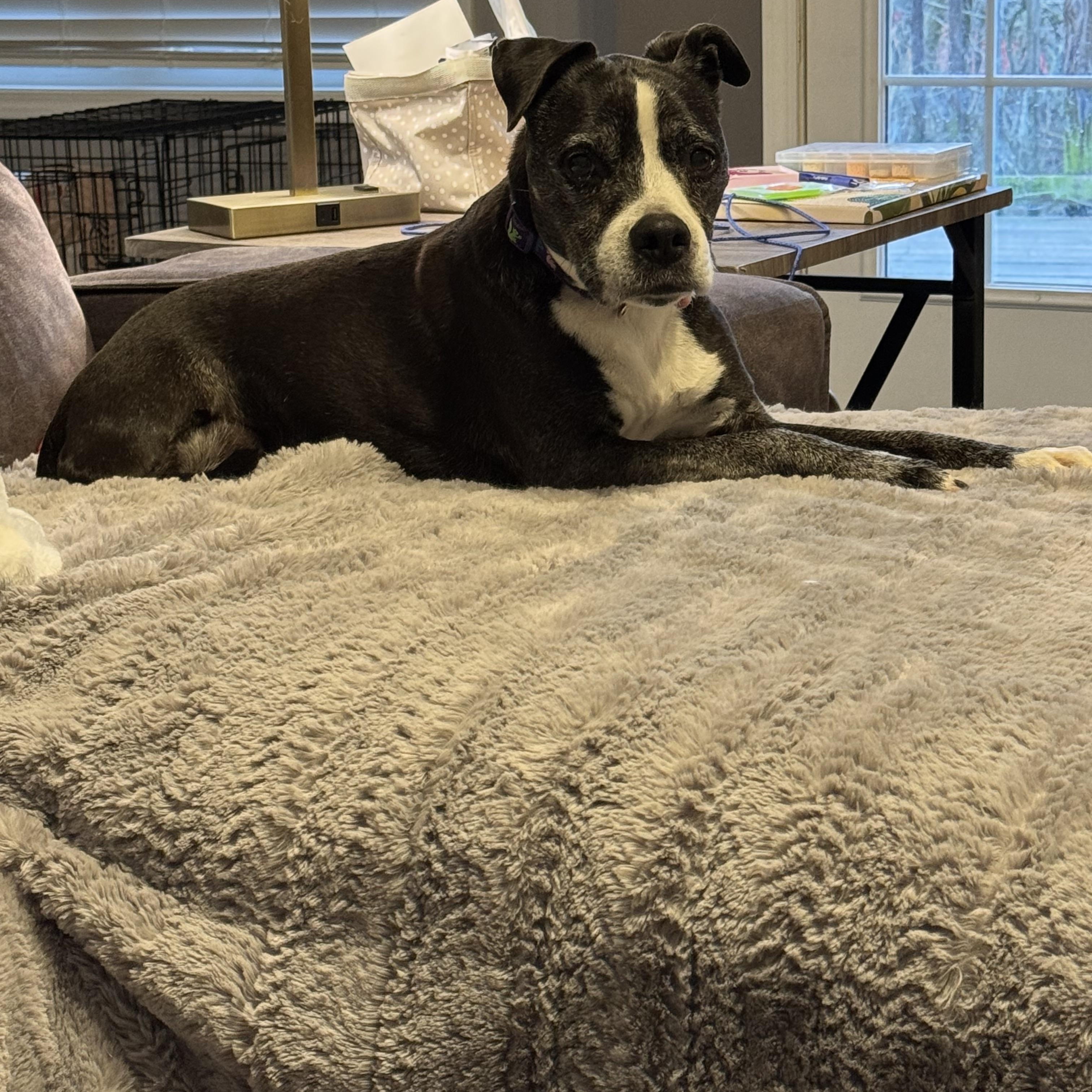 Enlarge Gertie, an adopted mixed breed in Clarksville, TN image 5/6