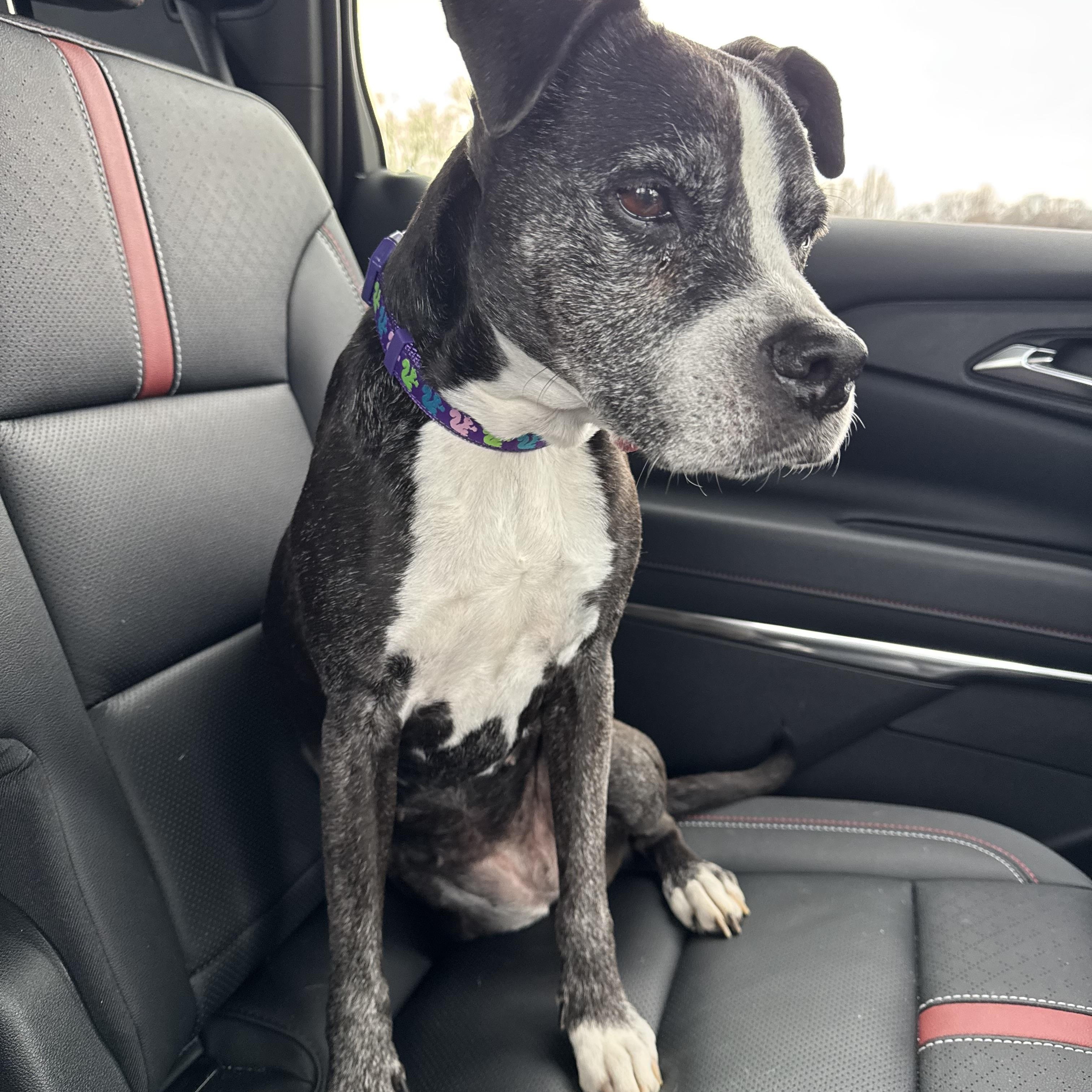 Enlarge Gertie, an adopted mixed breed in Clarksville, TN image 2/6