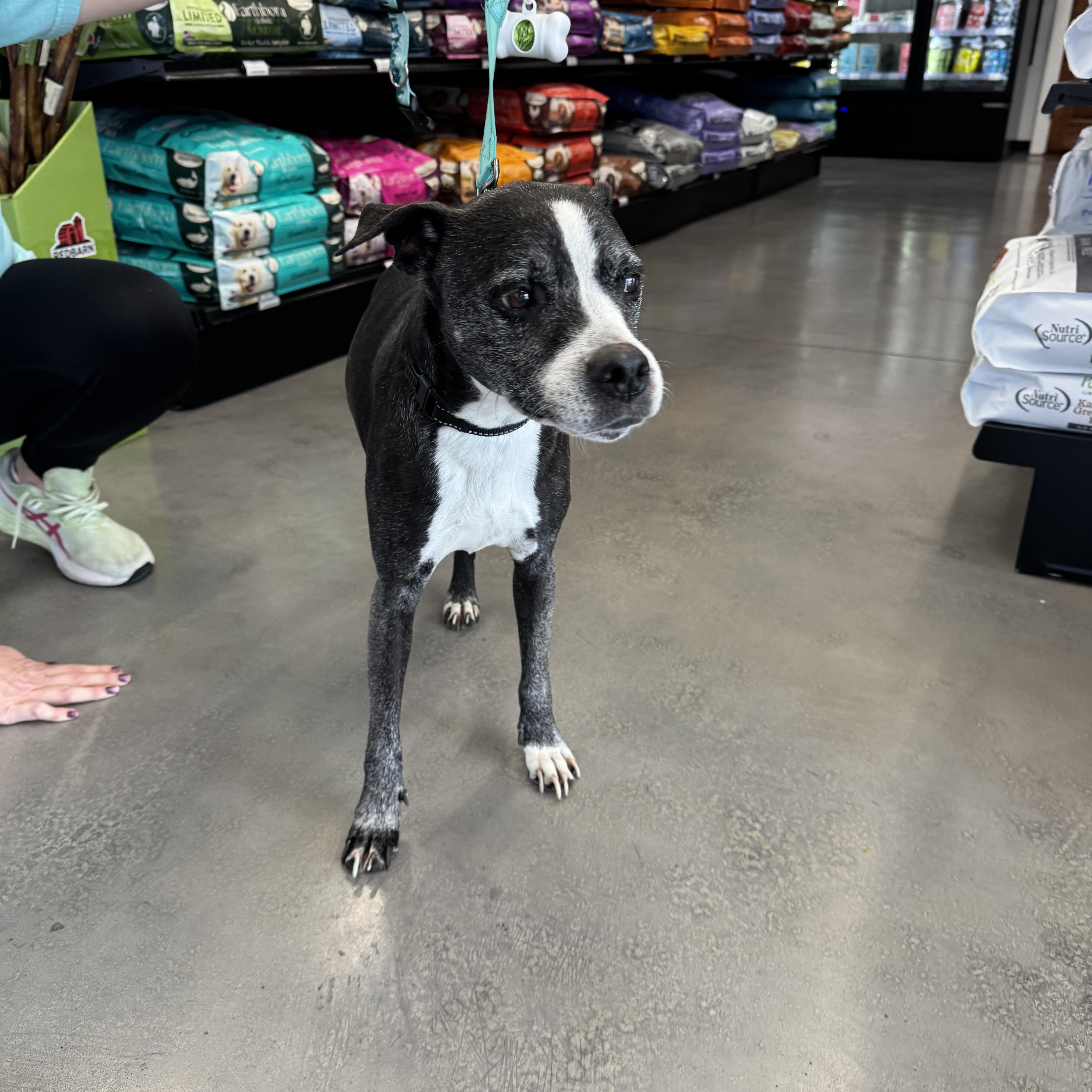 Enlarge Gertie, an adopted mixed breed in Clarksville, TN image 3/6