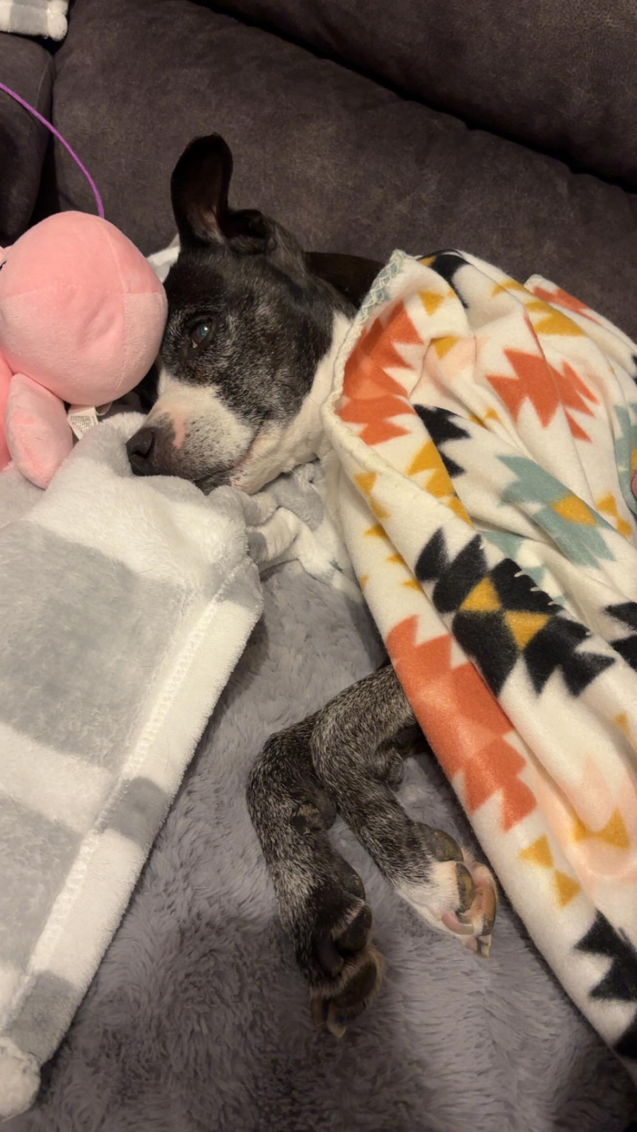 Enlarge Gertie, an adopted mixed breed in Clarksville, TN image 6/6