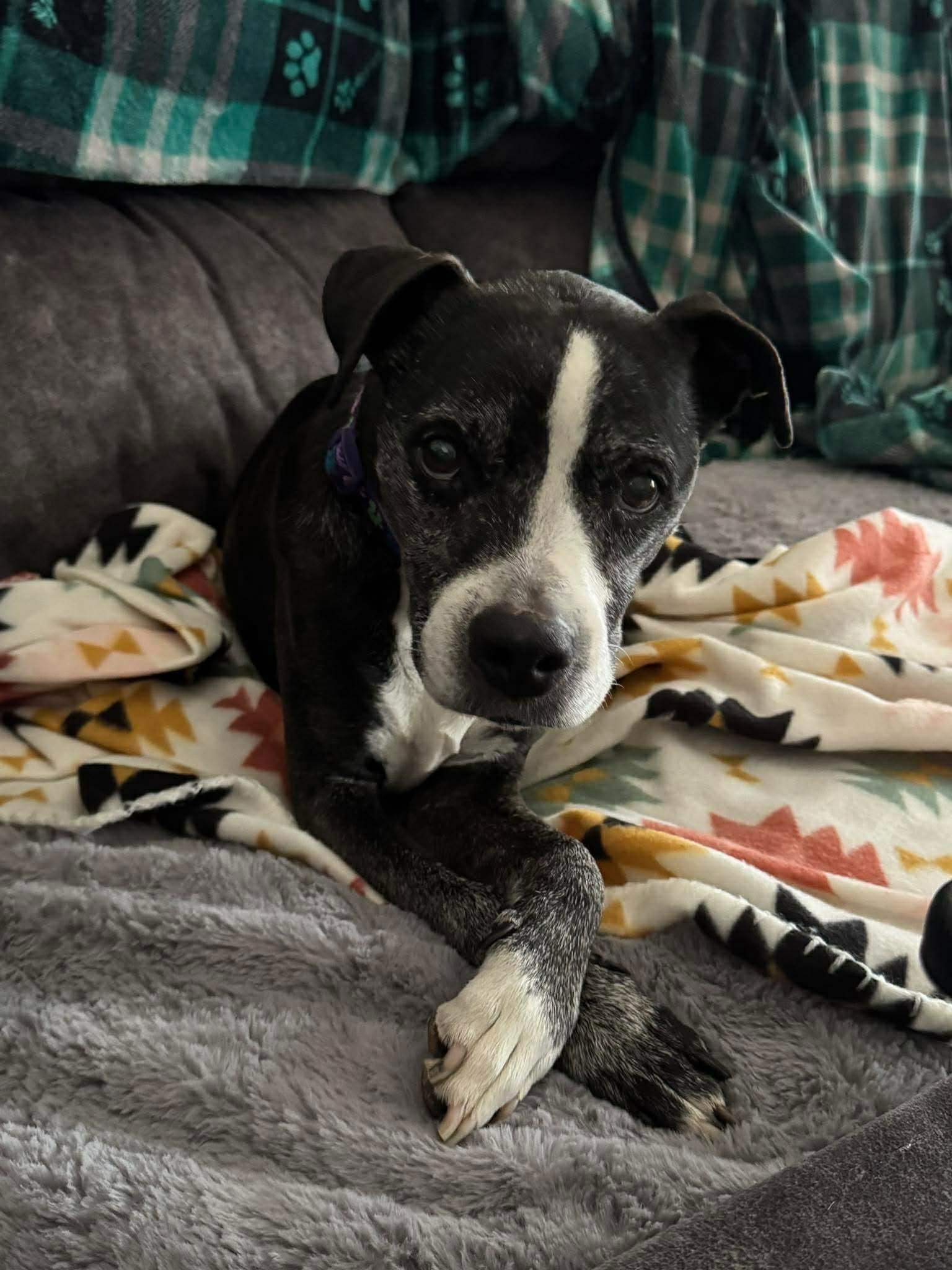 Enlarge Gertie, an adopted mixed breed in Clarksville, TN image 1/6