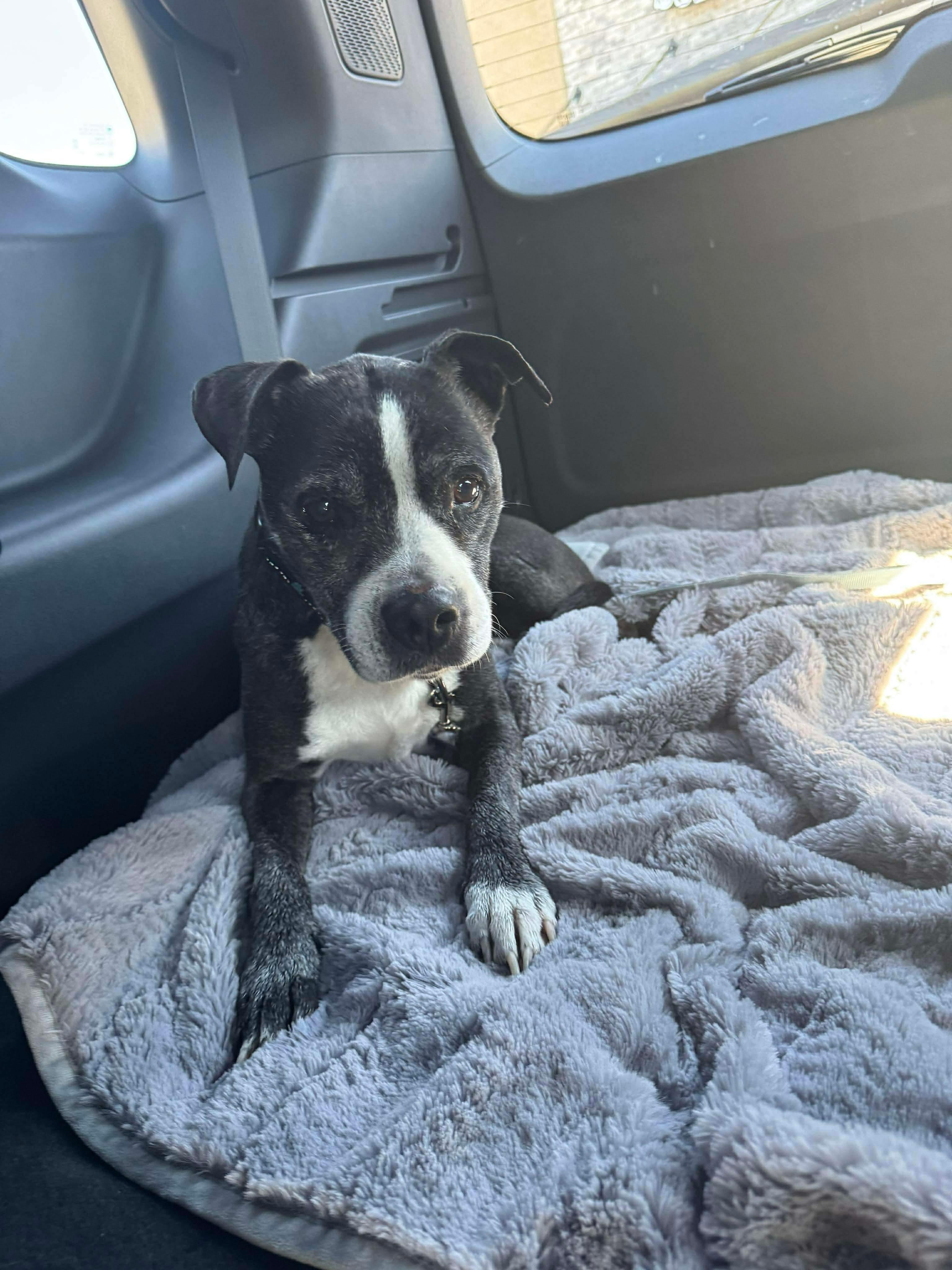 Enlarge Gertie, an adopted mixed breed in Clarksville, TN image 4/6