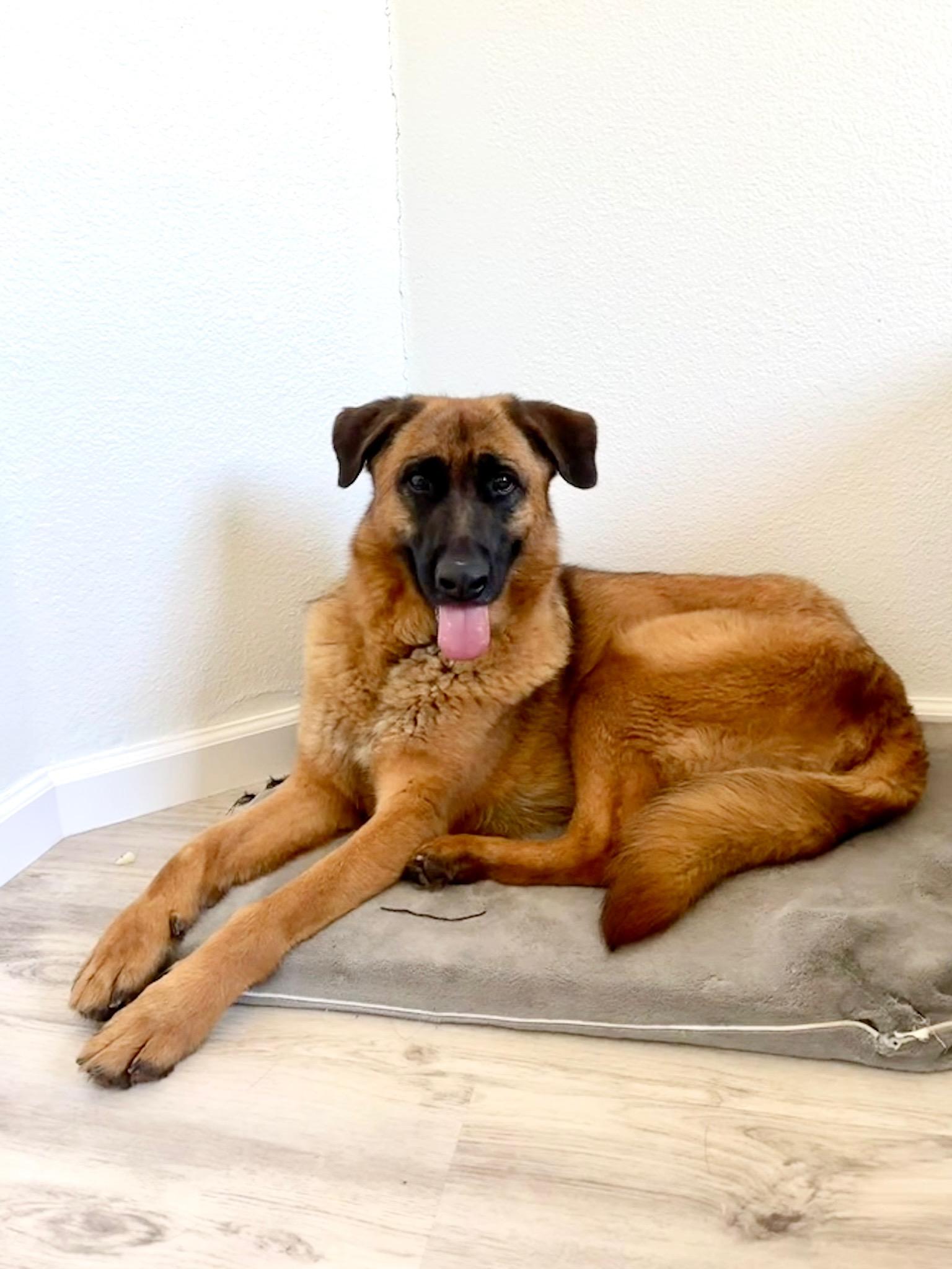 Meet NovaShe is such a sweet girl Just minutes before it was too late Novas life changed forev