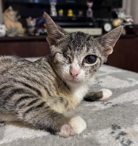 Annie, Adoptable, Kitten Female Domestic Short Hair.