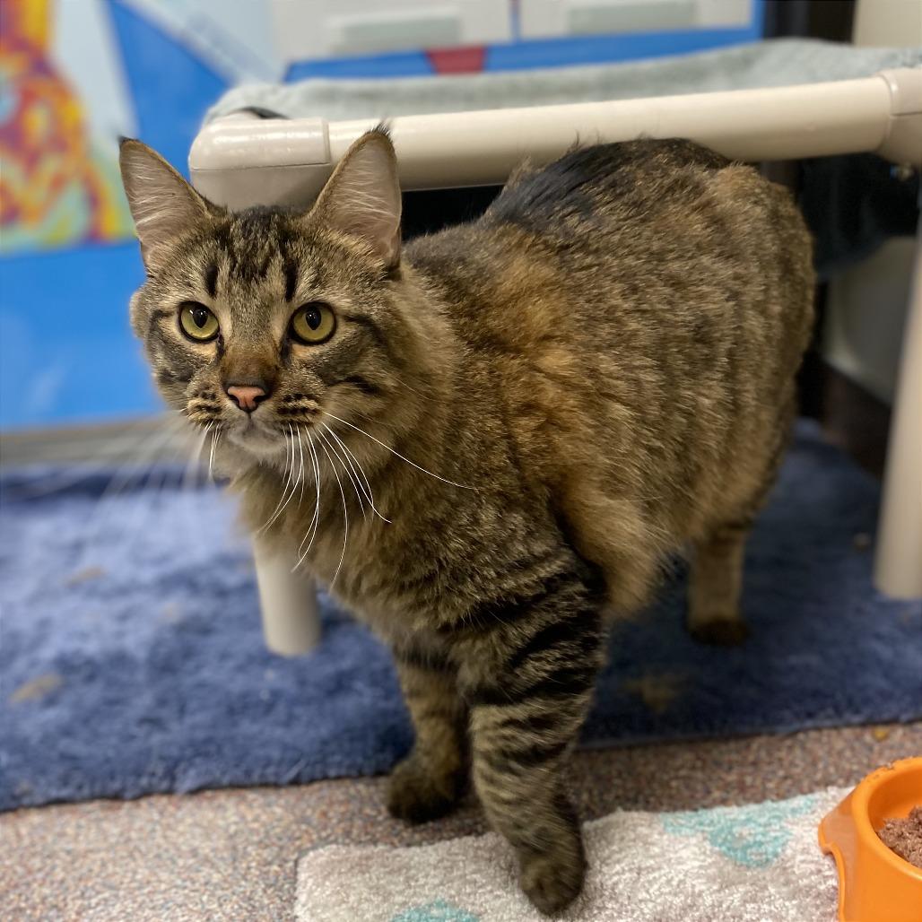 Tiny, Adoptable, Adult Male Domestic Long Hair & Domestic Short Hair.