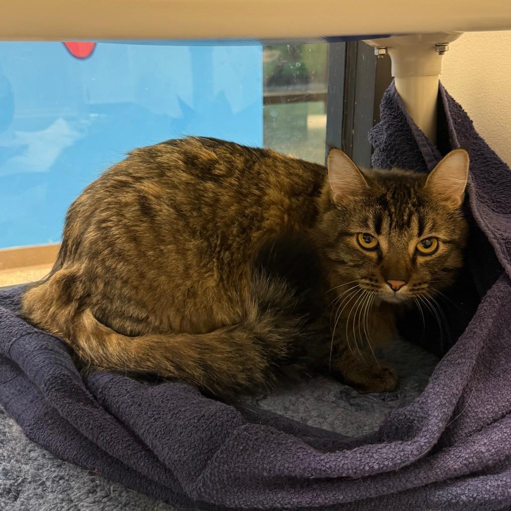 Enlarge Tiny, a Adoptable mixed breed in Cheyenne, WY image 2/2