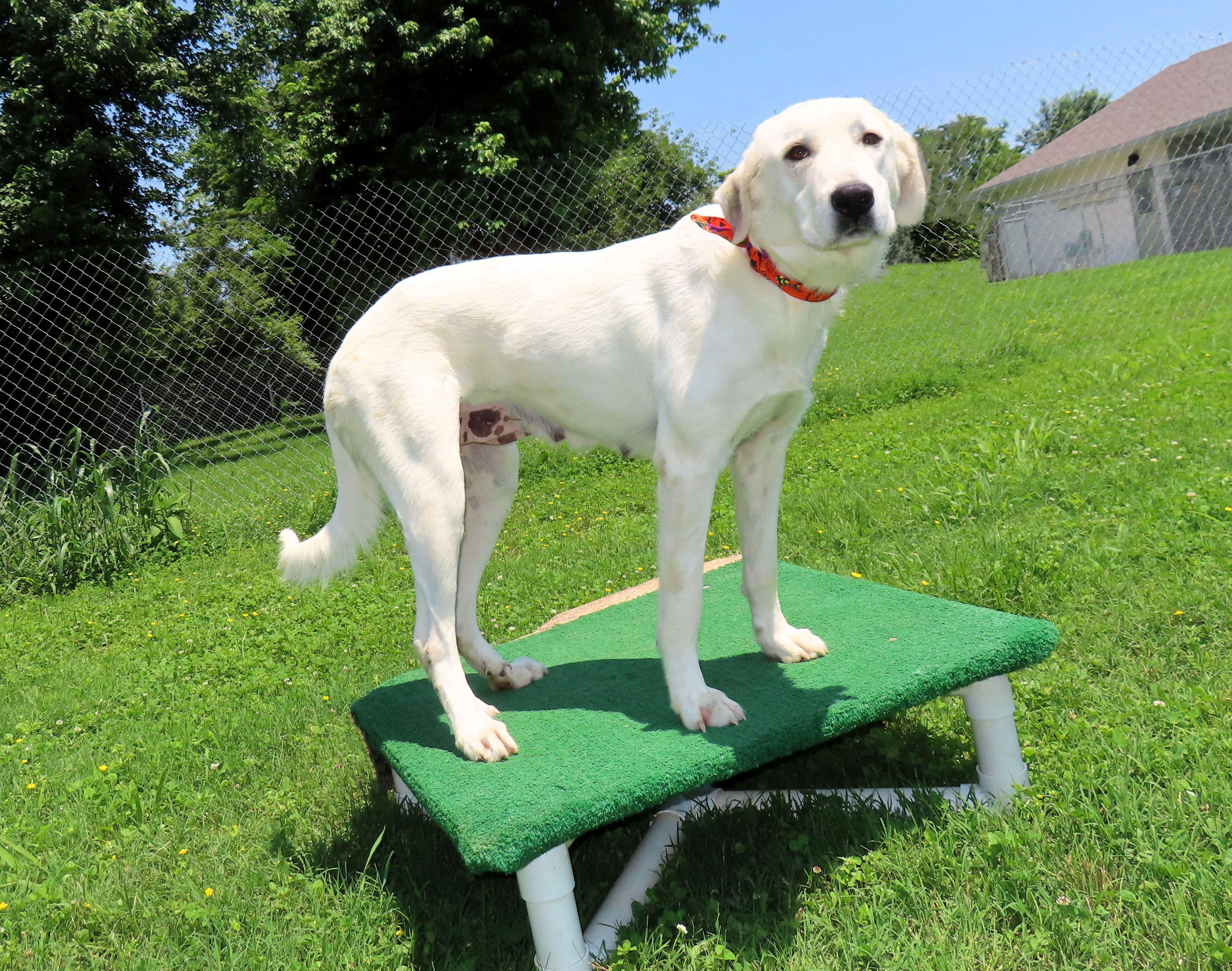 Lacey  7162, an adoptable Great Pyrenees, Akbash in Rogers, AR, 72758 | Photo Image 5