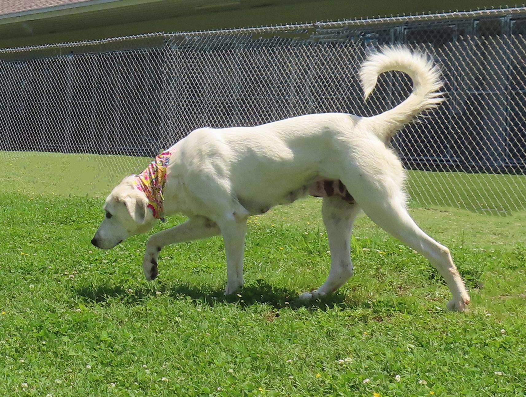 Lacey  7162, an adoptable Great Pyrenees, Akbash in Rogers, AR, 72758 | Photo Image 3